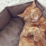 cat sleeping in cat bed