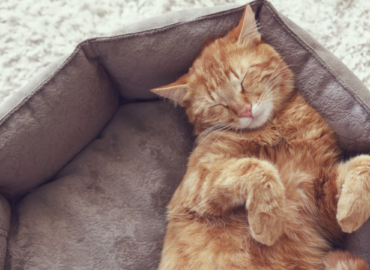 cat sleeping in cat bed