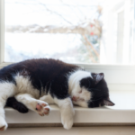 cat sleeping on windowsill