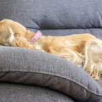 cocker spaniel laying in dog bed