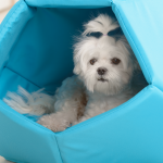 dog in small blue cave bed
