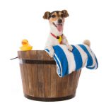 dog in cleaning bucket