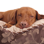 brown dog laying in a dog bed