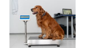 Large dog sitting on weighing scales