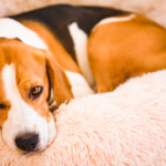 Beagle dog laying down on soft bed