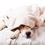 dog under a blanket