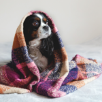 dog under blanket