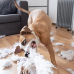 dog destroying their dog bed
