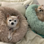 dogs in donut beds