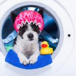 dog in the washing machine wearing shower hat with rubber duck