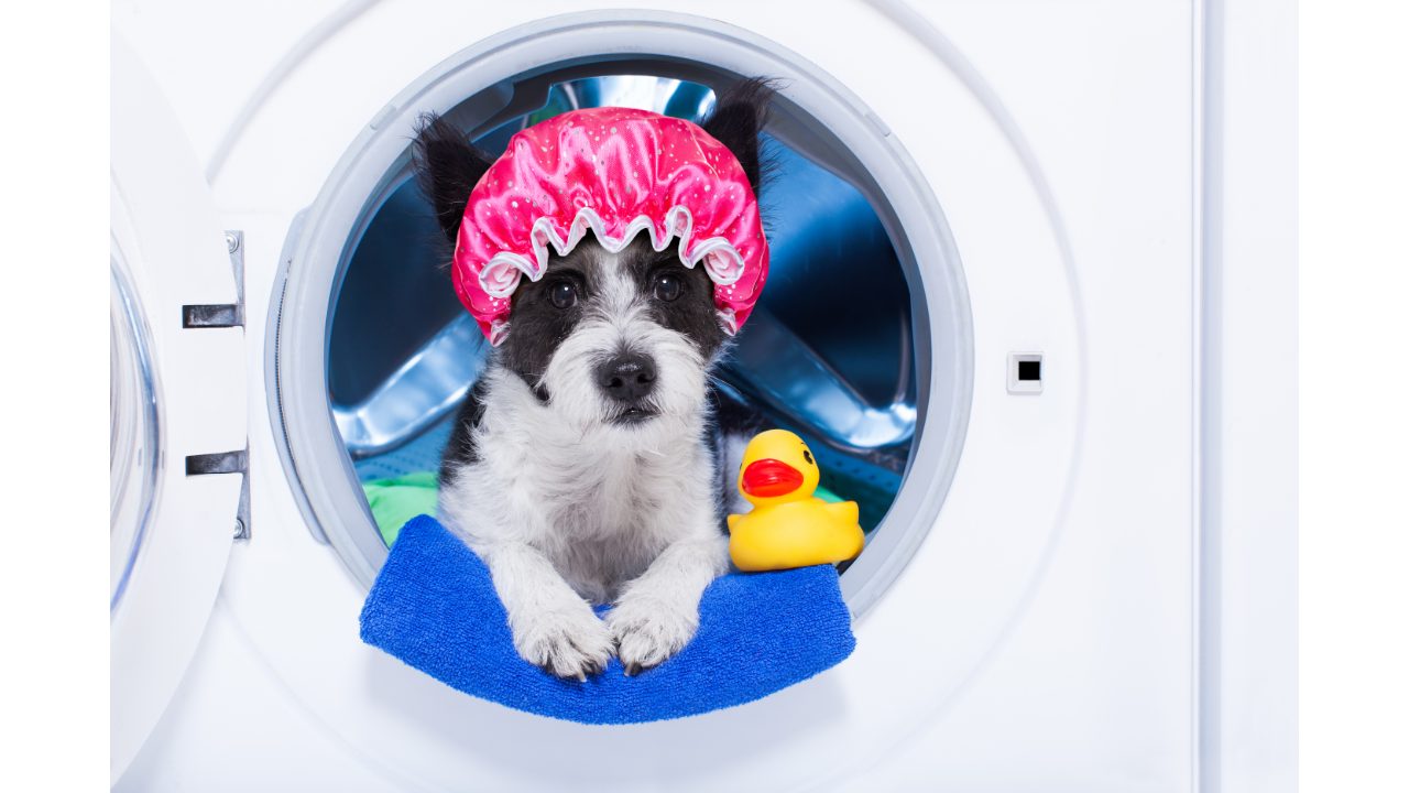 dog in the washing machine wearing shower hat with rubber duck