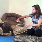 woman measuring the size of a dog bed