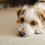 sad dog laying on the floor