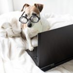 smart dog wearing glasses on laptop