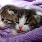 two kittens laying on a towel