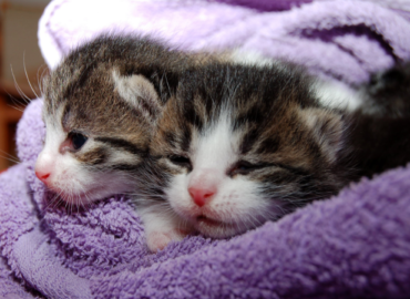 two kittens laying on a towel