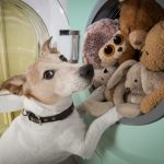 dog with it's soft toys that are in the washing machine