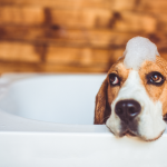 6 steps to clean your dogs bedding to get rid of bacteria