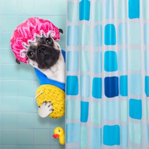 dog wearing shower hat holding a sponge peering from behind a shower curtain