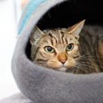 Cat in covered bed