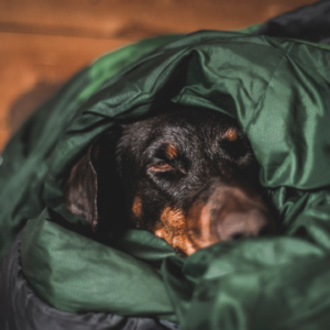 Doberman in sleeping bag