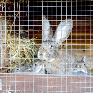 rabbits in a rabbit hutch