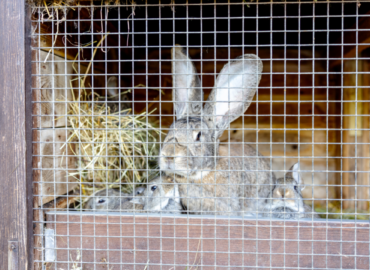 rabbits in a rabbit hutch