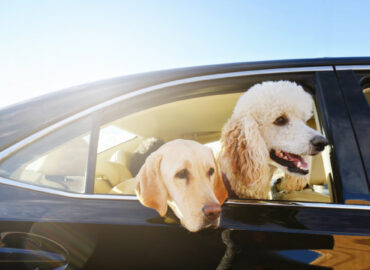 two dogs travelling in a car with heads out of the car window