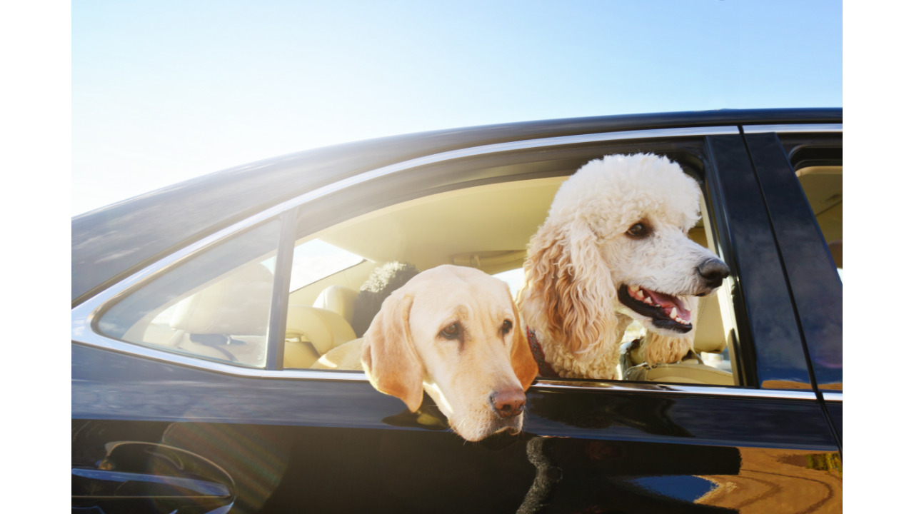 two dogs travelling in a car with heads out of the car window