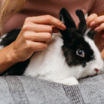 Women cuddling pet rabbit