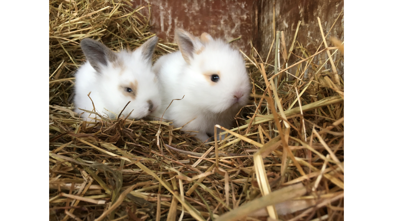 baby rabbits in bed of hay