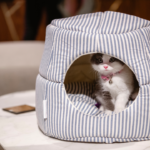 cat sitting inside igloo bed
