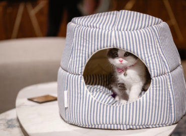 cat sitting inside igloo bed
