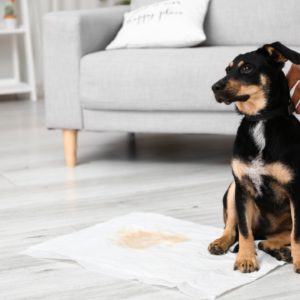 dog sat with pee stained pad