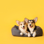 two dogs sharing a bed