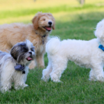 group of dogs in the park