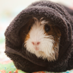 guinea pig in a tunnel bed