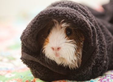 guinea pig in a tunnel bed