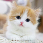 kitten on blanket