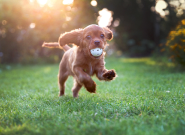 playful puppy running with ball