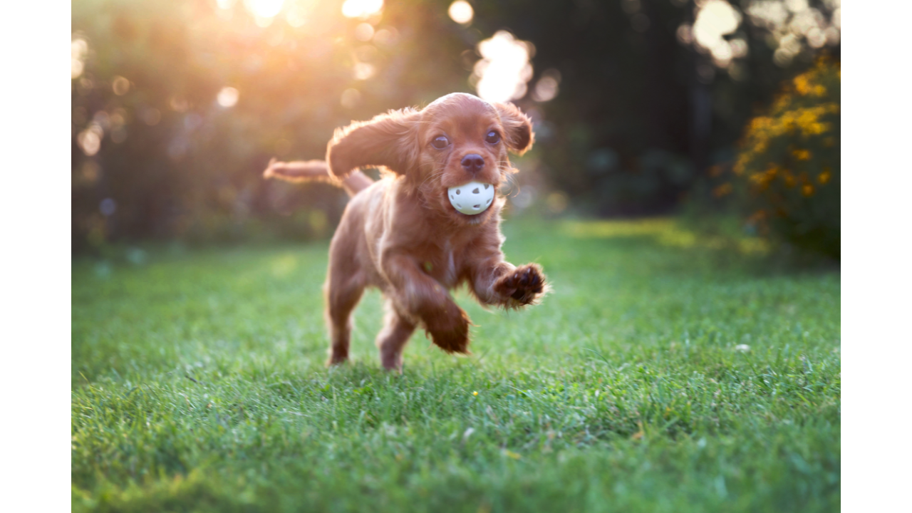 playful puppy running with ball