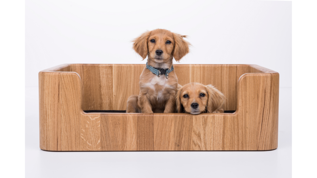 Are Plastic Beds Suitable For All Dog Breeds? Best Pets Beds