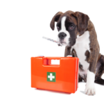 sick fog with first aid kit and thermometer in it's mouth