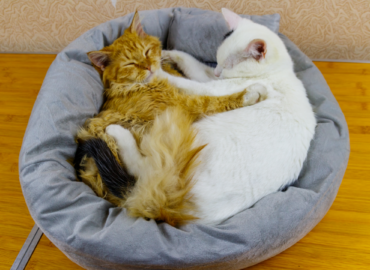 two cats sharing a cat bed