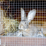 rabbits in hutch