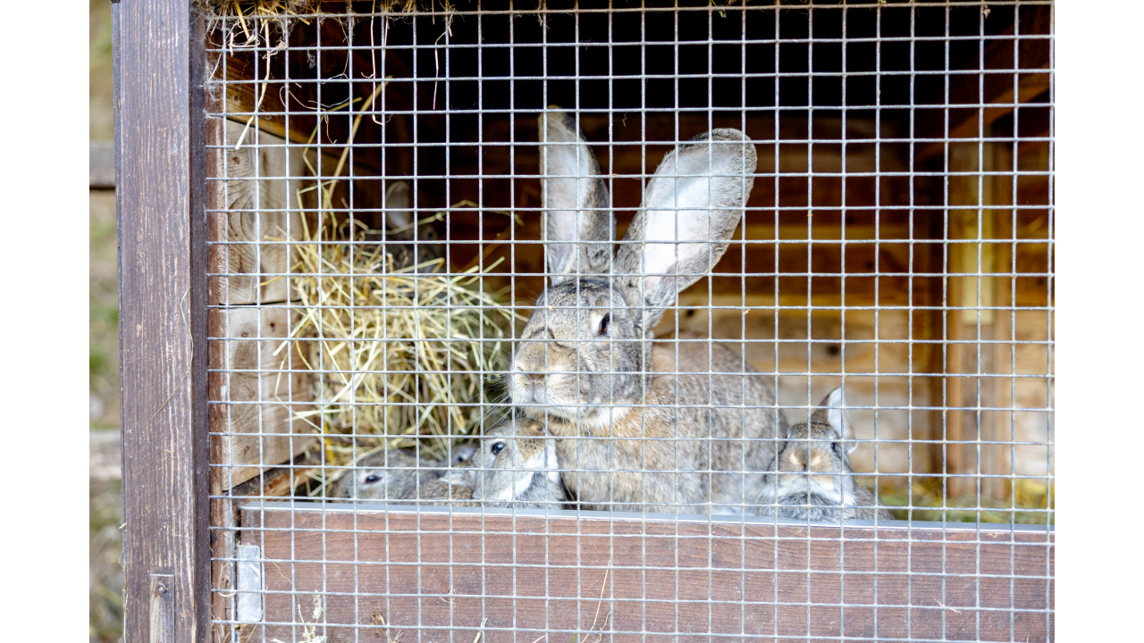 rabbits in hutch